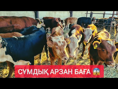Видео: ҚЫЗЫЛОРДА МАЛ БАЗАРЫ, СИЫР, БҰҚА ҚАШАР, БАСПАҚ, БАҒАЛАРЫ.