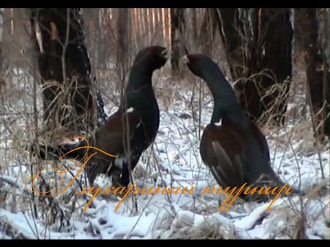 Видео: Глухариный турнир / Tetrao urogallus L.