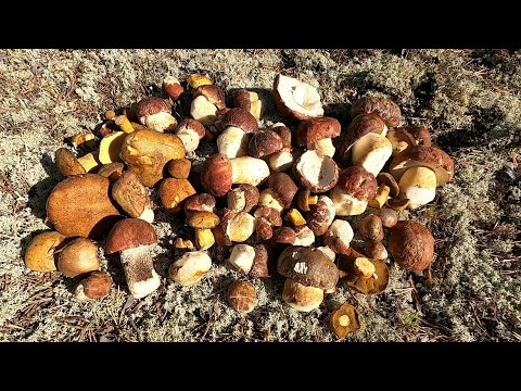 Видео: ПОСЛЕДНИЕ??? БЕЛЫЕ ГРИБЫ 2023, СЕЗОН ЗАКРЫТ НА ЯМАЛЕ, НО ЭТО НЕ ТОЧНО)))! БУДЕМ ЖДАТЬ ГРИБЫ 2024!