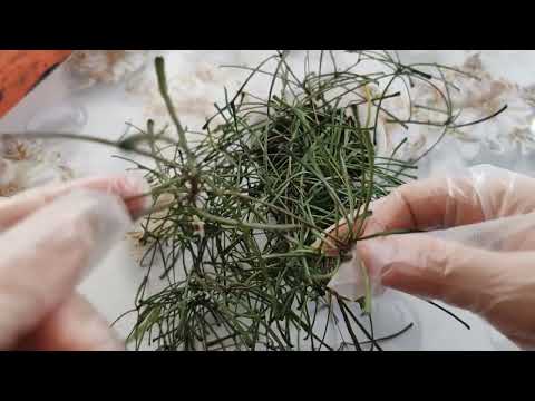 Видео: хойя Ретуза , Hoya Retusa                                9 февраля 2024 г.