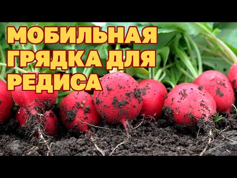 Видео: ПЕРВЫЙ УРОЖАЙ РЕДИСА НА ПОДОКОННИКЕ В МОБИЛЬНЫХ ГРЯДКАХ