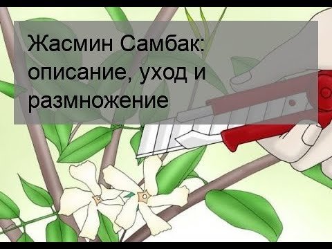 Видео: Жасмин Самбак: описание, уход и размножение