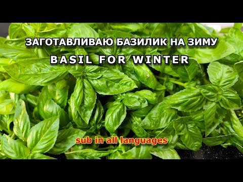 Видео: 5 способов заготовки БАЗИЛИКА на зиму.