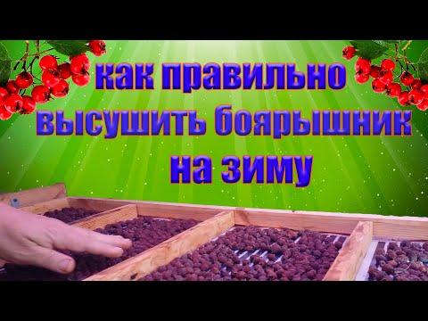Видео: Как правильно высушить боярышник на зиму.