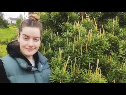 Видео: Прищипка свечек на сосне обыкновенной. Формировка кроны