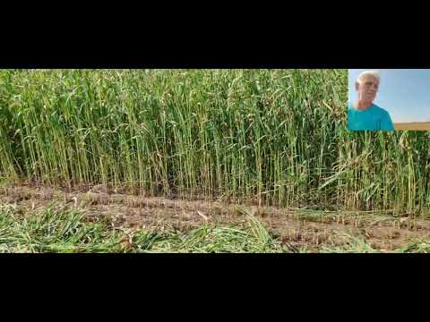 Видео: Уборка суданской травы на сено 2025