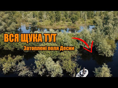 Видео: ВСЯ РИБА В ЗАТОПЛЕНОМУ ЛІСІ. Пошук щуки з човна 2023
