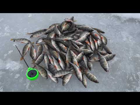 Видео: АКТИВНИЙ КЛЬОВ ОКУНЯ|ЗИМОВА РИБАЛКА НА МОРМИШКУ