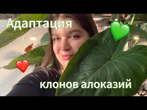 Видео: Адаптация клонов алоказий из Таиланда!/ Мой первый опыт🤫