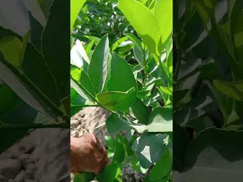 Видео: Лимон кочатларни дорилаш  ва сув к,ойиш жарайони фойдали маслахатлар