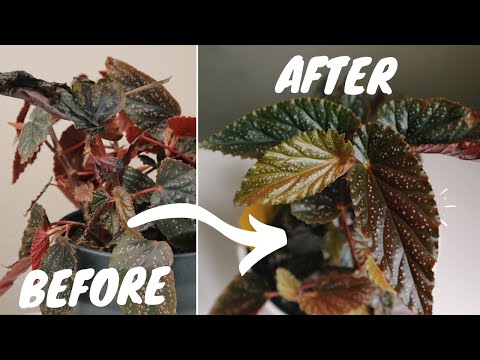 Видео: ВОЗРОЖДЕНИЕ УМИРАЮЩИХ КОМНАТНЫХ РАСТЕНИЙ | как спасти растение от упадка или запустения