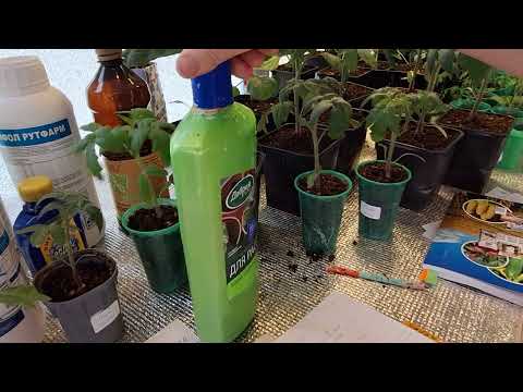 Видео: Мои подкормки рассады томатов. Рассада радует!!!