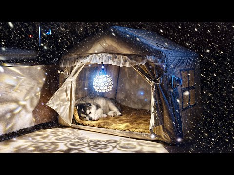 Видео: Зимний снежный кемпинг в надувном палаточном прицепе с щенком хаски