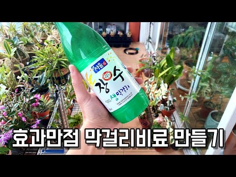 Видео: Как сделать удобрение макколи! Как сделать удобрение макколи, натуральное удобрение, которое неве...