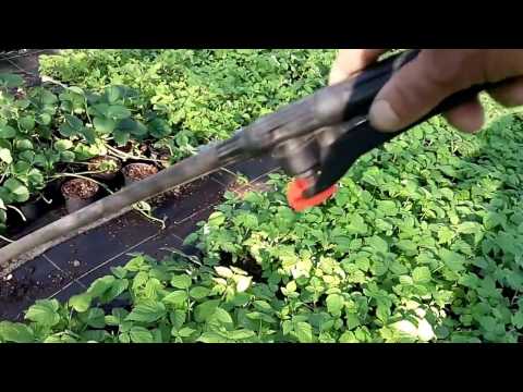 Видео: Размножение малины крапивкой  подведение итогов