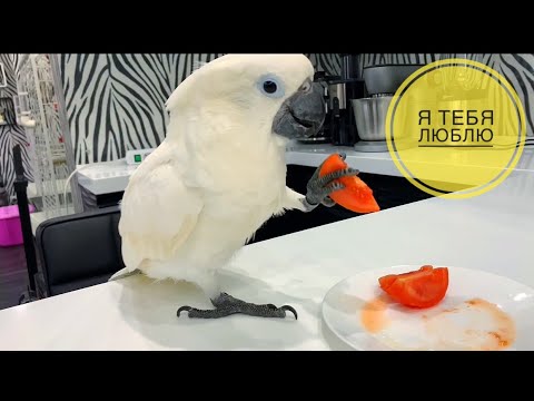 Видео: Научили попугая ГОВОРИТЬ