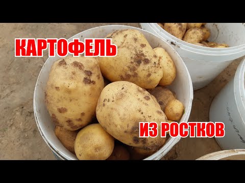 Видео: Урожай картофеля выращенный из ростков