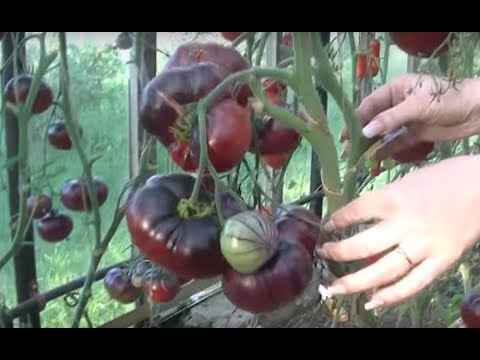 Видео: Томат Аметистовая Драгоценность (Amethyst Jewel)