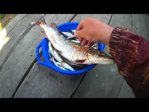 Видео: Рыбалка на Сурку_ Вершу_Корчагу_Морду, Был удивлен что поймал  ,,,Дедовский способ рыбалки Работает