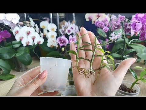 Видео: Посадка кейков дендробиума в мох.