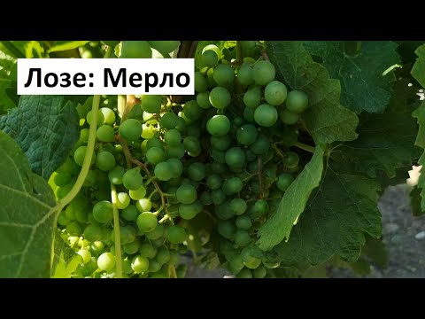 Видео: Лозе: Мерло