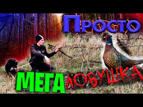 Видео: МЕГА-ЛОВУШКА! Фазаны прут! Огромная ловушка установлена