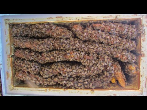 Видео: 22.05.2024 - улей без осмотров, как он устроен , три года без роения, смены сотов и зимовка на воле