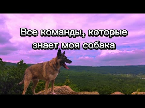 Видео: ВСЕ КОМАНДЫ, КОТОРЫЕ ЗНАЕТ МОЯ СОБАКА