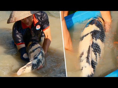 Видео: ГИГАНТСКАЯ РЫБА ШИРО УЦУРИ КОЙ после 2 лет пребывания в илистом пруду | Родословная фермы кои Омо...