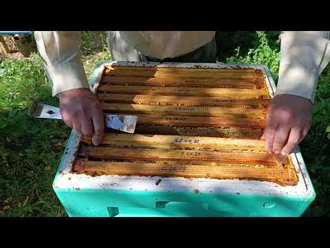 Видео: Сборка гнезда пчел для зимовки. Быстро и эффективно.