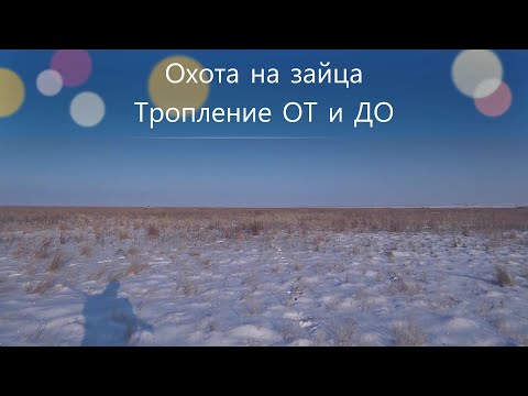 Видео: Охота на зайца - Тропление ОТ и ДО
