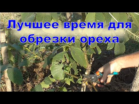 Видео: Лучшее время для обрезки ореха