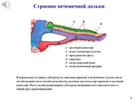 Видео: Лекция: Острый холангит и биллиарный сепсис