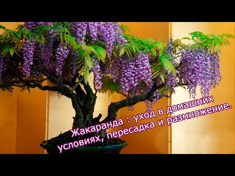 Видео: Жакаранда : уход в домашних условиях, пересадка и размножение.
