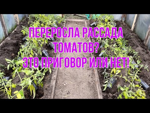 Видео: Посадка томатов лёжа! Томаты вытянулись, что делать!