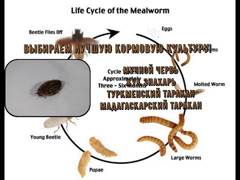 Видео: РАССМОТРИМ и ВЫБЕРЕМ Лучшую КО для НОВИЧКА и НЕ только!