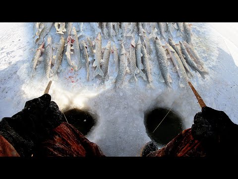 Видео: ЩУКА ТАК И ЛОМИТСЯ ИЗ ЛУНОК. Зимняя рыбалка на реке Амур. Ловля щуки на краба.