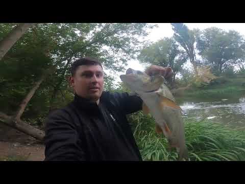 Видео: третій виїзд підряд роздача жереха