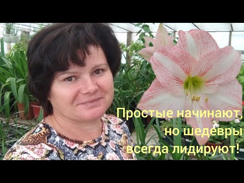 Видео: Сеянцы гиппеаструмов. Ускоряем зацветание!