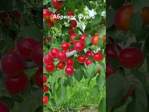 Видео: Абрикос Фуего #сад #садівництво #максимгаранжа #garden #абрикос