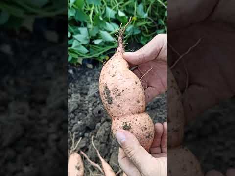 Видео: Копаем батат, предлагаем выращивать промышленно.   #batatchudo #чудобатат