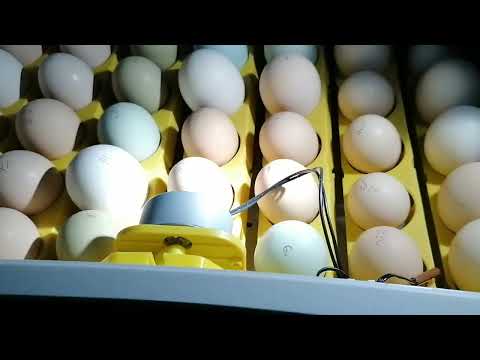 Видео: Овоскопирование куриных яиц в инкубаторе на 19 день.