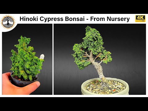 Видео: Бонсай из кипариса хиноки — из питомника