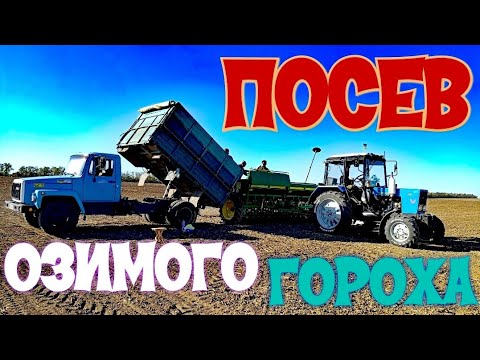 Видео: Посев озимого гороха " МОРОЗ "