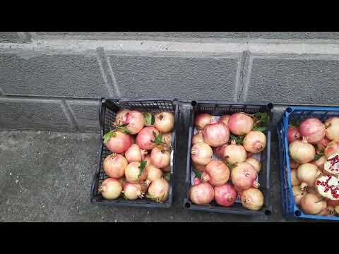 Видео: 10 октября 2025 г.