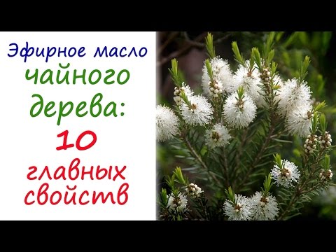 Видео: Масло чайного дерева: эфирное масло №1 в любой аптечке