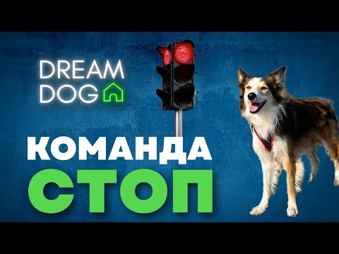 Видео: Команда Стой 🐶 Отучить собаку бежать к людям и собакам 🐕 Научить щенка останавливаться на поводке 🐩