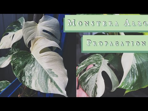 Видео: Легко размножайте Monstera Deliciosa Albo от начала до конца!