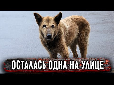 Видео: Тряслась и заторможенно шла пожилая собака. Оказалось, что она глухая и почти слепая. Чья она? Мая!