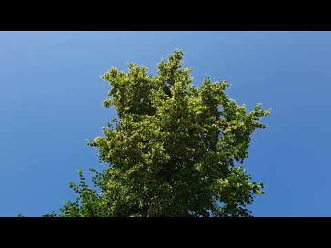 Видео: ПРАВЕЛЬНІ медоноси  правильний МЕД , гектари чортополоху.